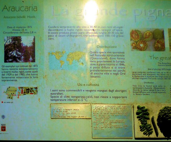 Orto botanico di pisa Araucaria bidwillii.jpg