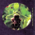 דבורנית דינסמור Ophrys umbilicata הפרח דומה במיוחד לדבורה בממדים, בצבעים ובצורה. צילם:נעם שגב