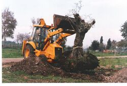 PikiWiki Israel 2468 Transferring olive trees to Hilla העתקת עצי זית לשדרת השלום