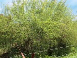 Parkinsonia aculeata