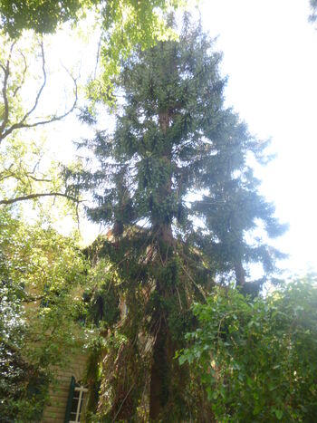 Araucaria bidwillii orto botanico di pisa