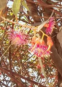 Eucalyptus leucoxylon