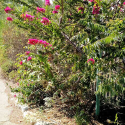 Bougainvillea kdumim 01