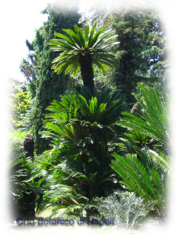 Cycas revoluta001