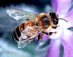 Apis mellifera bi