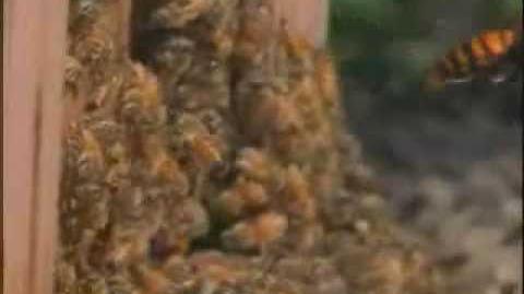 30 hornets vs. 30,000 bees