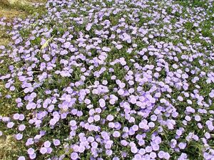 CONVOLVULUS MAURITANICUS homesh