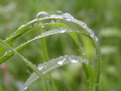 Rain on grass2