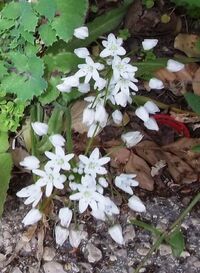 Allium neapolitanum