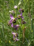 דבורנית הדבורה Ophrys apifera עלי העטיף וורודים-סגולים ומהווים סימן חשוב לזיהוי. צילם:Derek Harper בריטניה