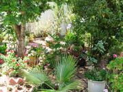 Garden in Kedumim Shomron1.jpg