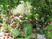 Garden in Kedumim Shomron1