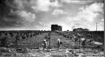 A young orchard on Moshav Bnei Brak. 1928 (id.15608574)