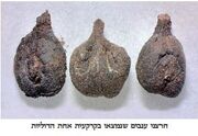 חרצניות הרודיון.jpg