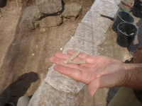 צלעות כבשה שנמצאו באתר צילם:עמיחי