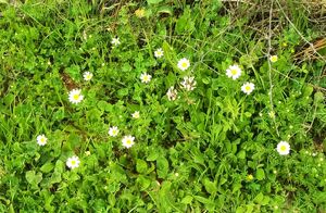 Anthemis pseudocotul