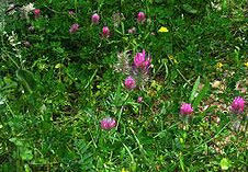 Trifolium purpureum2