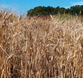 Triticum durum