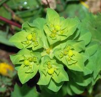 Euphorbia February 2008-2