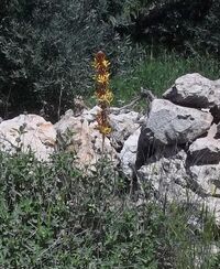 Asphodeline lutea