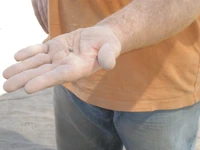 גלעין זית שנמצא באתר. אחד מגלעיני הזית שנמצאו באתר נבדק ותוארך ל{המאה ה-10 לפנה"ס צילם:עמיחי