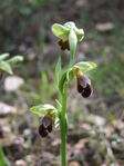 דבורנית שחומה Ophrys fleischmannii - ראשונה לפריחה - צילם ביער ירושלים - פברואר 2012 דרור פייטלסון