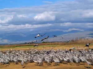 להקת עגורים באגמון החולה
צילם:Benjli הויקיפדיה העברית 2011
