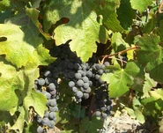 Fatgiyah vineyard11.jpg (1.67 מ"ב)