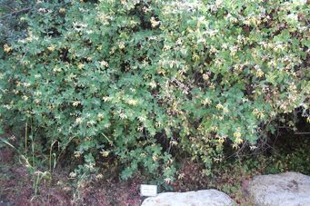 Loniceraa Mount Scopus Botanical Garden , Jerusalem2