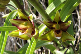 Epipactis veratrifolia