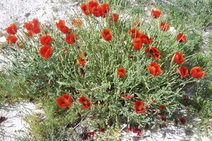 Glaucium grandiflora