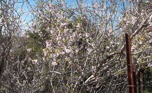 Prunus dulcis