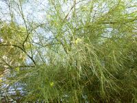 Parkinsonia aculeata 1 (2)