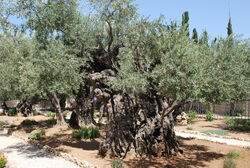 Olive Trees in the Garden of Gethsemane