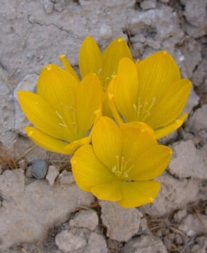 Sternbergia clusiana 9