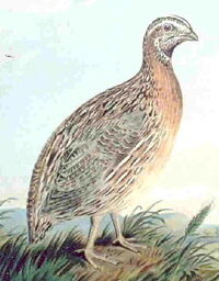 Quail32