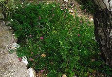 Trifolium purpureum3