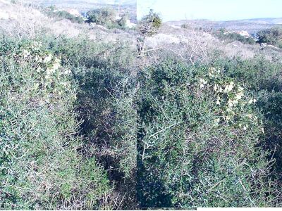 10 Clematis Cirrhosa L זלזלת הקנונות