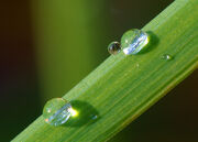 Dew on grass Luc Viatour