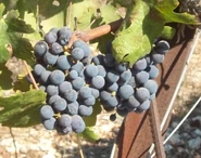 Fatgiyah vineyard8.jpg (358 ק"ב)