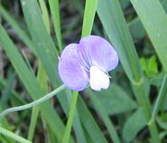 טופח שעיר L. hirsutus צילם:Bogdan אירופה