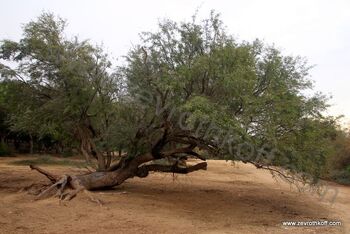 אשל ירוחם