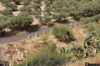 רחוב העמודים - נותרו בו מעט עמודים לעומת מספרן בצילום מראשית המאה