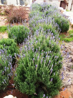 Lavandula dentata