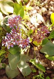 Limonium sinuatum