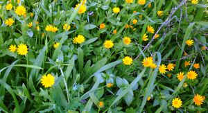 Calendula arvensis