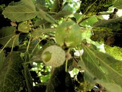 Quercus boissieri kdumim d