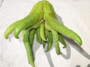 Etrog budha