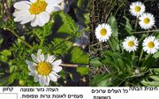 בין חיננתי הבתב לבין הקחוון.jpg