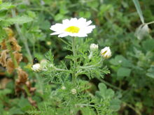 Chrysanthemum coronarium rosh hain 04